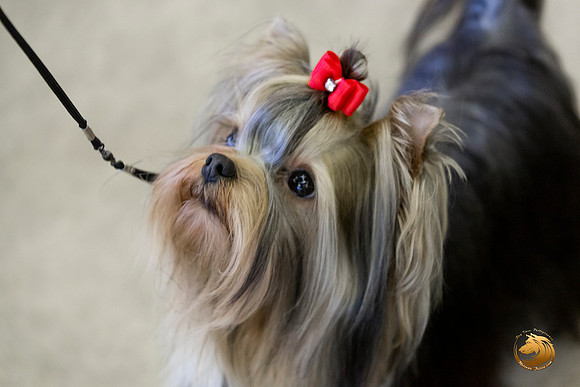 Yorkshire Terrier #9 Sat Rings Terri Barnett–JJL_0220-Dallas2019-HR3