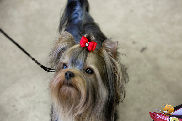 Yorkshire Terrier #9 Sat Rings Terri Barnett–JJL_0224-Dallas2019-HR3
