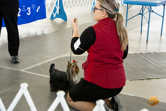 Yorkshire Terrier #9 Sat Rings Terri Barnett–JJL_0227-Dallas2019-HR3