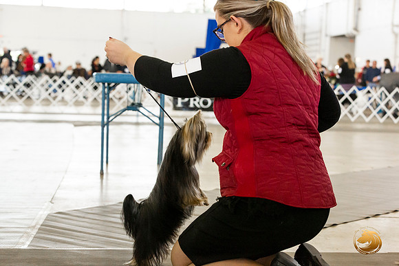 Yorkshire Terrier #9 Sat Rings Terri Barnett–JJL_0229-Dallas2019-HR3