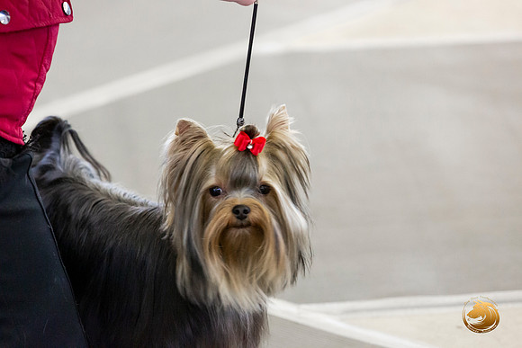 Yorkshire Terrier #9 Sat Rings Terri Barnett–JJL_0231-Dallas2019-HR3