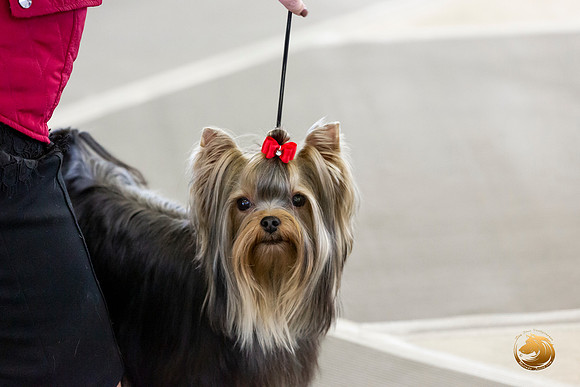 Yorkshire Terrier #9 Sat Rings Terri Barnett–JJL_0232-Dallas2019-HR3