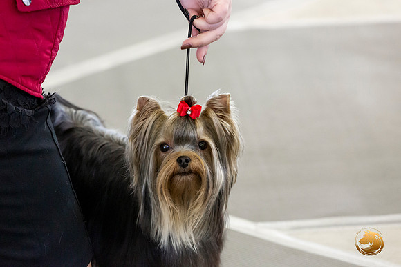 Yorkshire Terrier #9 Sat Rings Terri Barnett–JJL_0233-Dallas2019-HR3