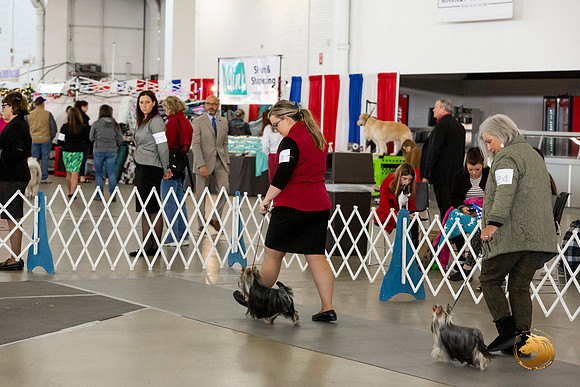 Yorkshire Terrier #9 Sat Rings Terri Barnett–JJL_0237-Dallas2019-HR3