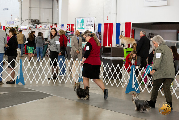 Yorkshire Terrier #9 Sat Rings Terri Barnett–JJL_0238-Dallas2019-HR3