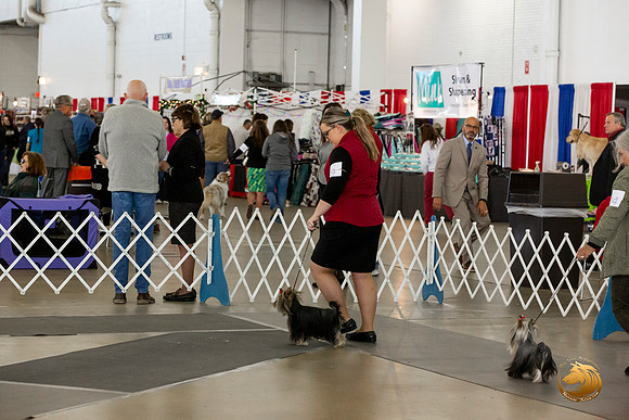 Yorkshire Terrier #9 Sat Rings Terri Barnett–JJL_0240-Dallas2019-HR3