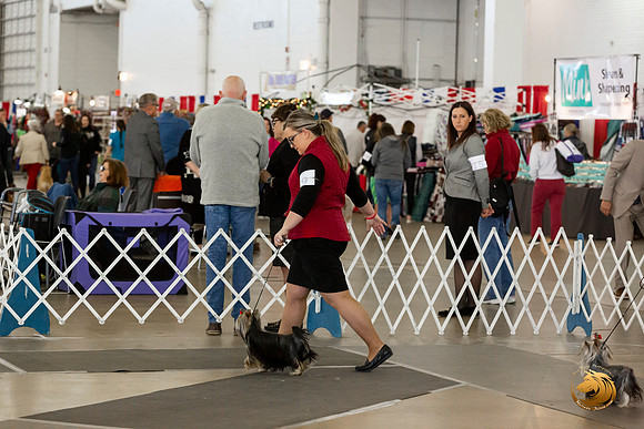 Yorkshire Terrier #9 Sat Rings Terri Barnett–JJL_0244-Dallas2019-HR3