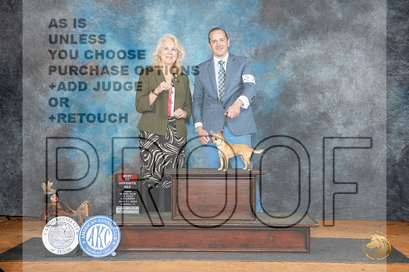Chihuahua Smooth Coat #22 Sat BOS Judge Pamela Wilson__JP_7626_MARSHALL_2024_HR3