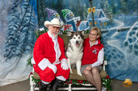 Alaskan Malamute Margo Shari