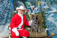 Australian Cattle Dog Bruno Sun