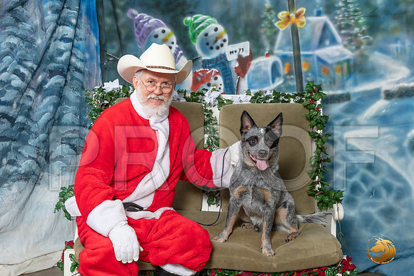 Australian Cattle Dog Bruno Sun–_SR_6325-Dallas2019-HR3