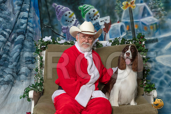 English Springer Spaniel Sun–_SR_6367-Dallas2019-HR3