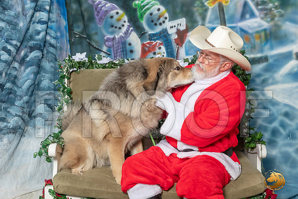 Tibetan Mastiff Sun 9–_SR_6378-Dallas2019-HR3