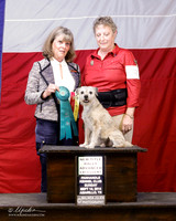Border Terrier #R7 Sun RAE3 Johnson Arlissa Judge Patricia Crawford