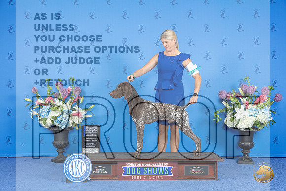 German Shorthaired Pointer #57 SAT BOW NC M Judge Wood Wornall__JP_0083_Houston_2024_HR3
