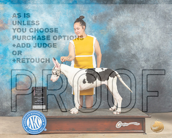 Great Dane #16 Fri PBOS Judge Thomson Stanfield-MMJ_2953-Addison2022-HR3