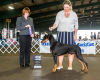 Doberman Pinscher #25 Fri WD Maj Judge Diane Collings
