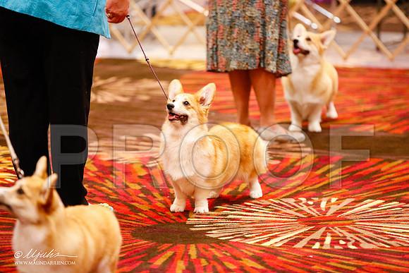 _JJ_8556-HstnCorgiFeb2015-HR3