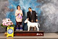 Bull Terrier White #18 THUR BOV BOW WB Major Judge Susie Harris
