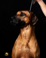 Rhodesian Ridgeback Sun 4