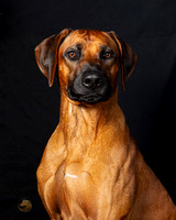 Rhodesian Riddgeback Andrea Stone Legend Dallas 2019