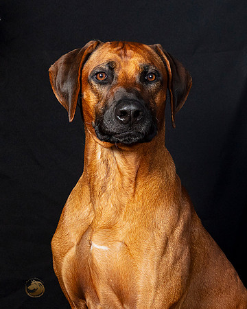 Rhodesian Ridgeback Legend sat-_SR_6231e-Dec2019-HR3
