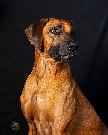 Rhodesian Ridgeback Legend sat-_SR_6232e-Dec2019-HR3