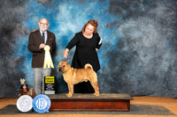 Chinese Shar Pei #9 Sun G3 Judge Tim Robbins
