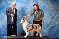 Australian Shepherd #32 Fri BOW +A1