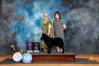 Mudi #9 BOWBOSM Judge Karen Hynek