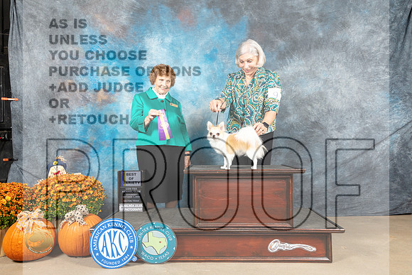 Chihuahua Long Coat #9 Sat BOV Judge Donnelle Richards_MJ_5744_Belton_2022_HR3