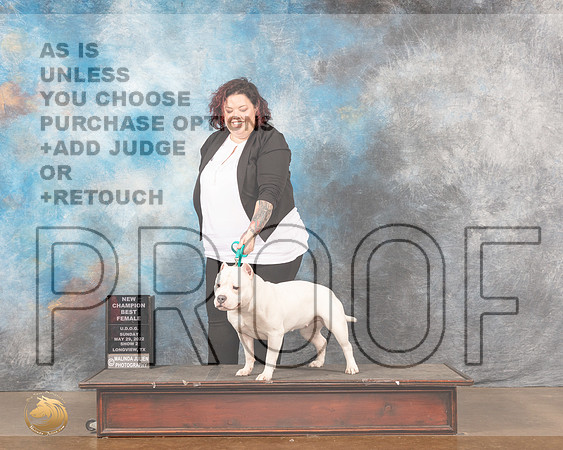 American Bully #235 Sun2 BF Judge Matthew ProctorMMJ_6158_Lngvw2022HR3