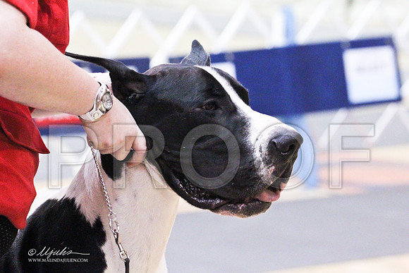 GreatDane-9764LR