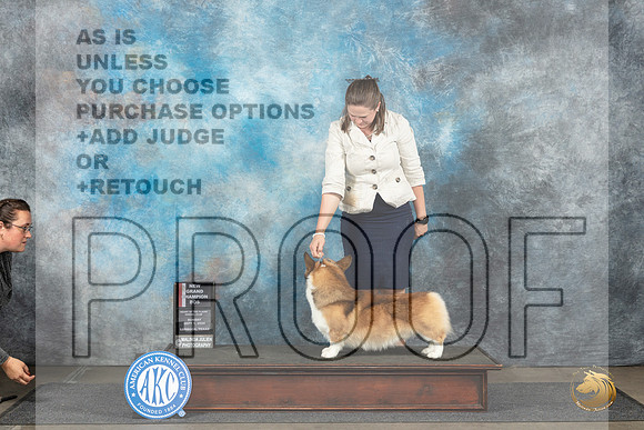 Pembroke Welsh Corgi #17 Sun BOSGCH Judge Sharon Newcomb__JP_4025_Lubbock_2024_HR3