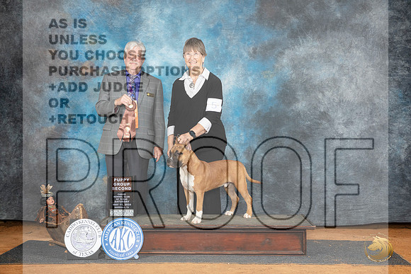 American Staffordshire Bull Terrier #5 Sat PG2 Judge Robert Stein__JP_7773_MARSHALL_2024_HR3