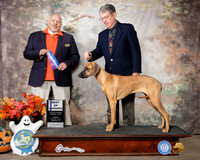 Rhodesian Ridgeback #? Sun BOW Judge Hal Biermann