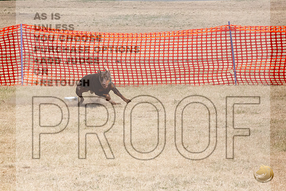 Doberman Pinscher Percision Coursing Sat Longview WA 2024_JJL_3688_Longview WA_2024_HR3
