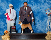 Basenjis #5 Sat G2 Behles J D A Whalen S Allen Judge Dr Dale D Simmons