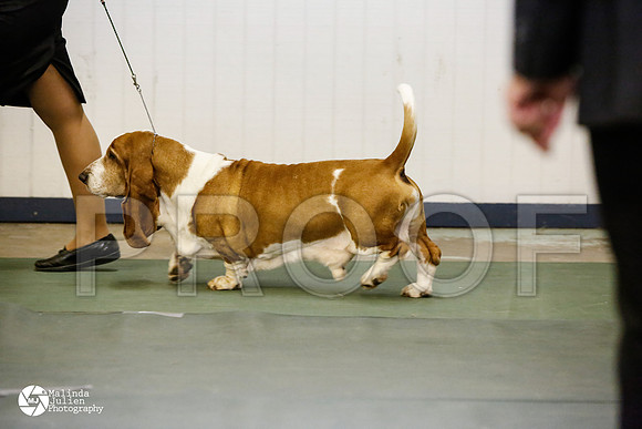basset-0513-DntnMar14-HR3