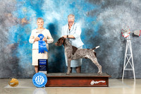 German Shorthaired Pointer #5 G1 Judge Jill Warren
