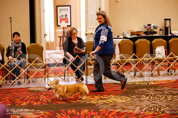 _JJ_9578-HstnCorgiFeb2015-HR3