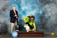 Pembroke Welsh Corgi #9 Sat WD Judge David Bolus