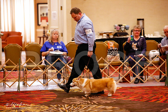 _JJ_1506-HstnCorgiFeb2015-HR3
