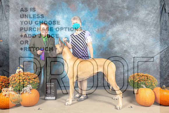 Great Dane #16 Sat WB Judge Del Richards_MJ_5565_Belton_2022_HR3