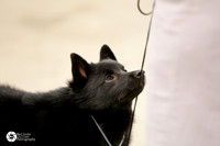 Schipperke Sat Ring