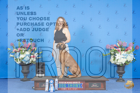Rhodesian Ridgeback # FRI ATT NT Judge __JP_8941_Houston_2024_HR3