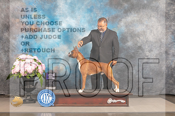 Boxer #7 WED WD Major Judge Barbara Alderman_MJ_6365_Houston_2022_HR3