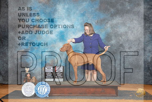 Vizsla #9 Sun WDBOSCH Judge Karen Hynek__JP_8459_MARSHALL_2024_HR3