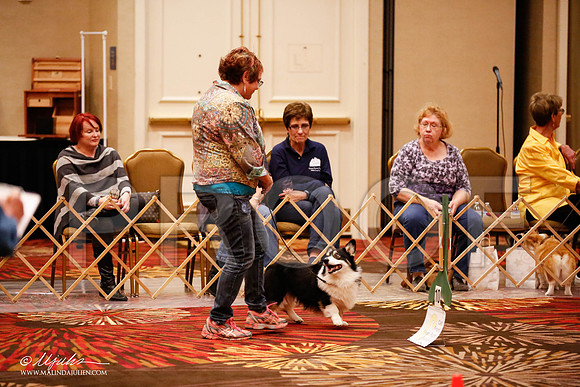 _JJ_7625-HstnCorgiFeb2015-HR3