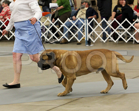 VetDog-9322